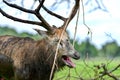 Pere DavidÃ¢â¬â¢s deer bellowing with foliage in his antlers